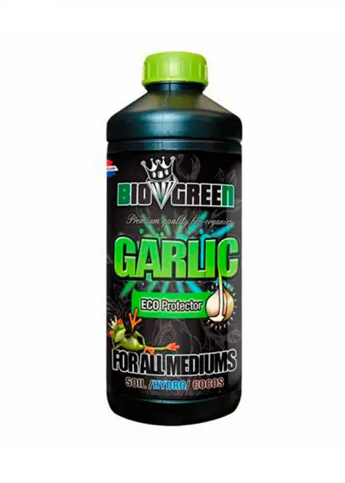 Garlic