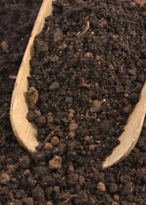 Worm Castings