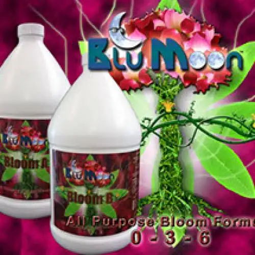 Bloom B