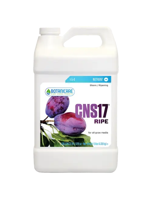 CNS17 Ripe