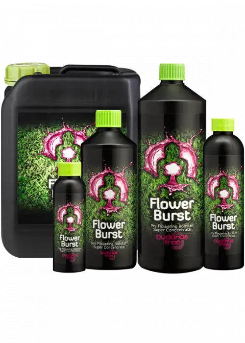 Flower Burst