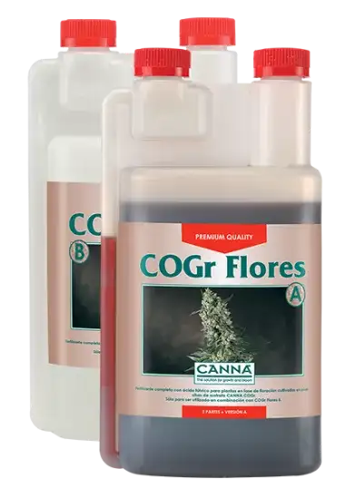 CANNA COGr Flores