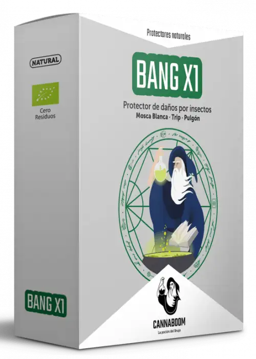 Bang X1