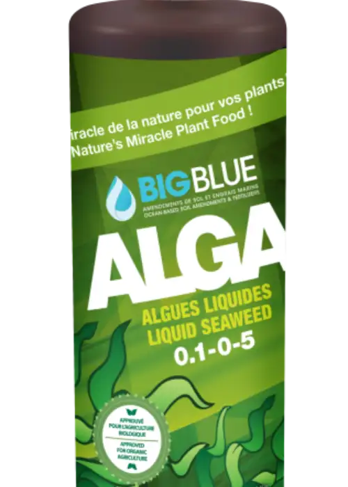 Alga