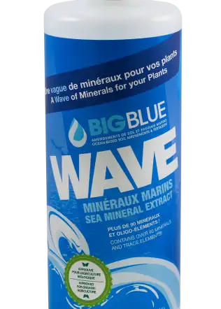 Big Blue Wave