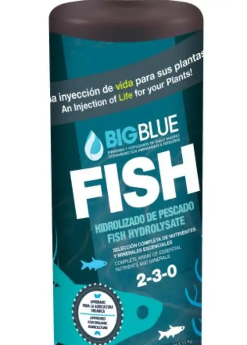 Fish