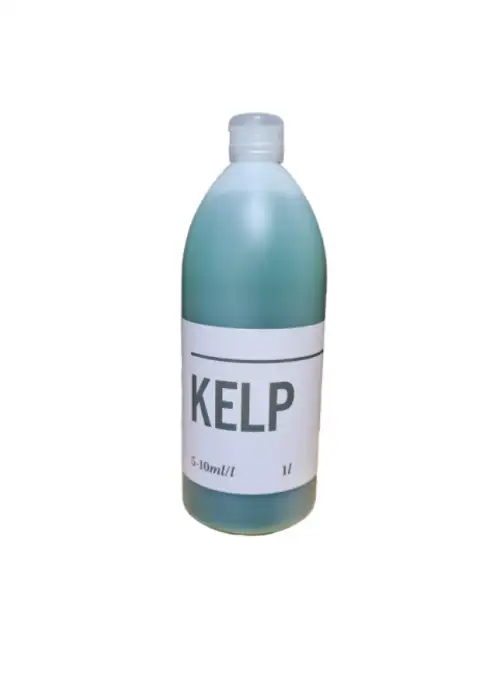 Kelp
