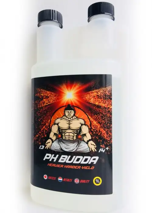 Hornet PK Budda