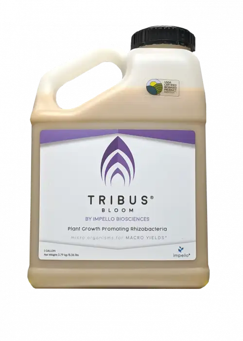Tribus Bloom