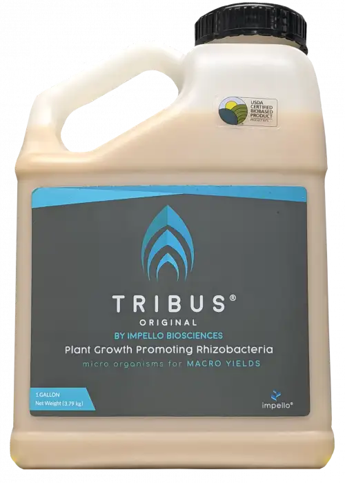 Tribus Original