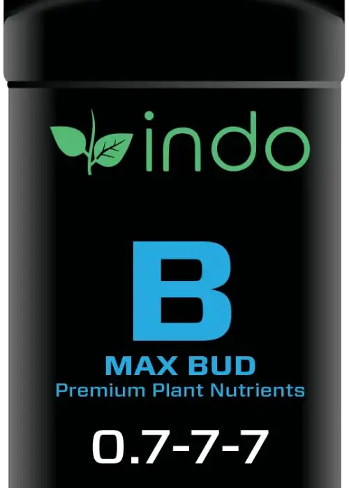 MAX Bud