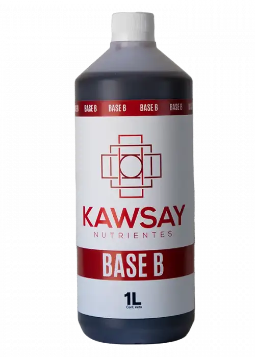 Base B