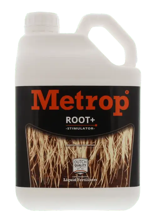Root
