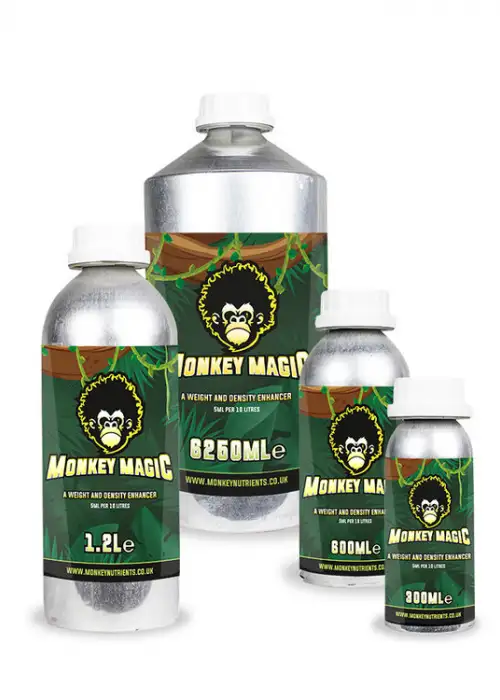Monkey Magic (Magic Rocks)