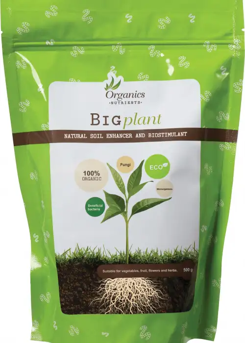 Big Plant