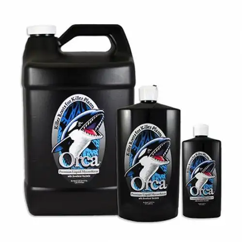 Orca
