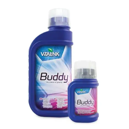 Buddy