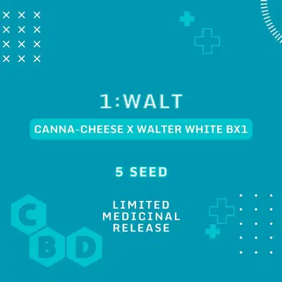 1:Walt by Mephisto Genetics, Autoflower cannabis strain