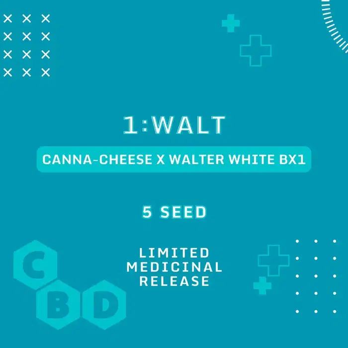 1:Walt by Mephisto Genetics, Autoflower cannabis strain