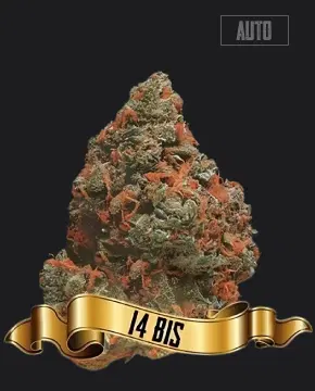 14 Bis by Maconha Seeds Bank, Autoflower cannabis strain