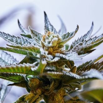 Blueprint by Purple City Genetics, Photoperiod cannabis strain