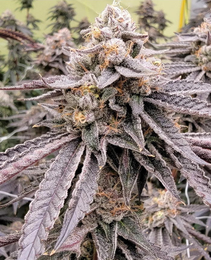 Atomic Tangerine by ABF Genetics, Photoperiod cannabis strain