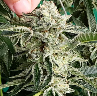 Haole Girl by 808 Genetics, Photoperiod cannabis strain