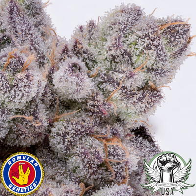 Dank Diggler by Romulan Genetics, Photoperiod cannabis strain