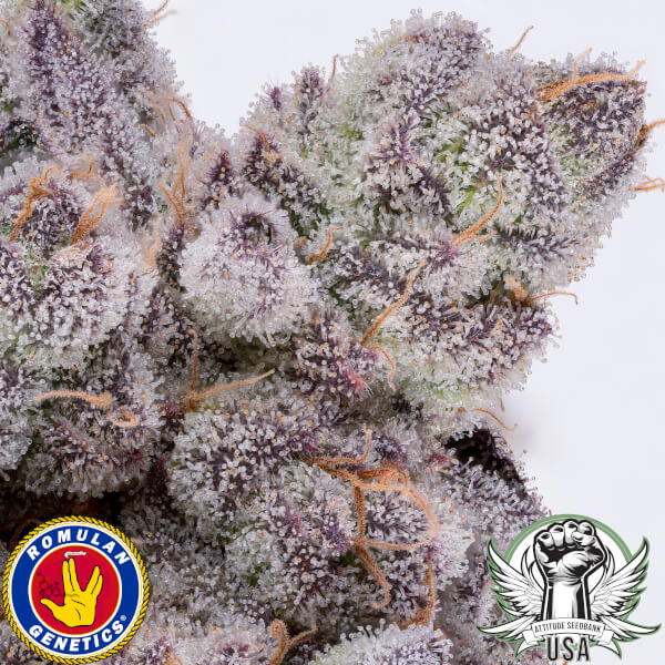 Dank Diggler by Romulan Genetics, Photoperiod cannabis strain