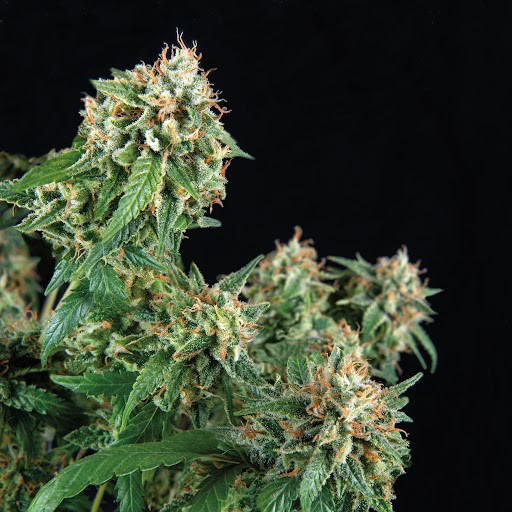 69.G by Trikoma Seeds, Photoperiod cannabis strain