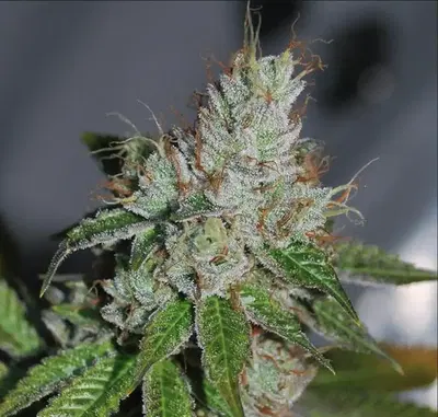 Abusive Og by Devil 039 S Harvest Krew cannabis strain