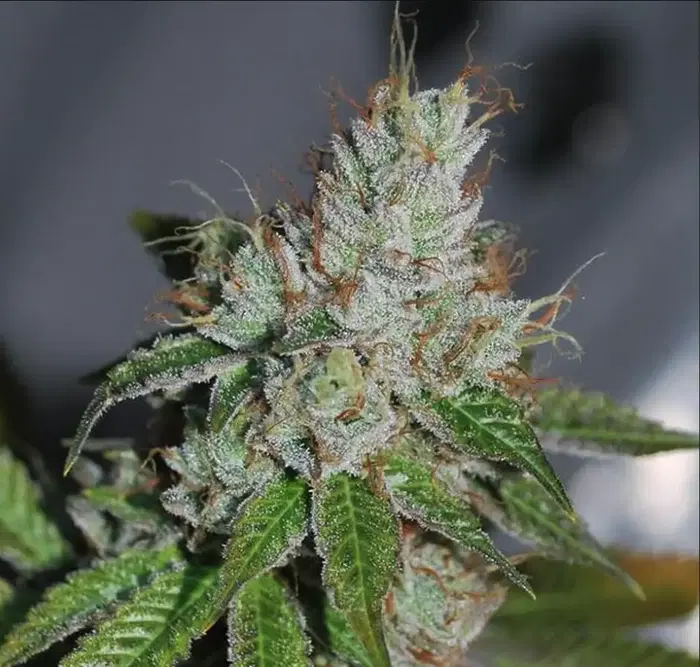 Abusive Og by Devil 039 S Harvest Krew cannabis strain