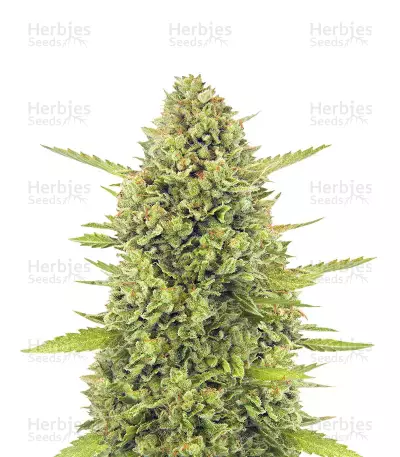 Acapulco Gold Autoflowering by Sunwest Genetics, Autoflower cannabis strain