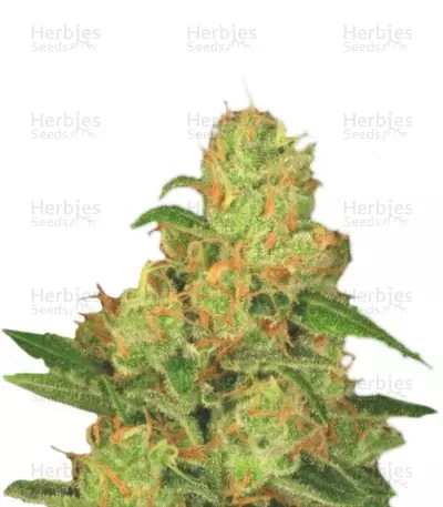 Acid by Paradise Seeds, Photoperiod cannabis strain