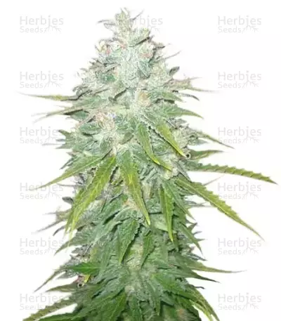 Afghan Kush x Black Domina by World of Seeds, Photoperiod cannabis strain