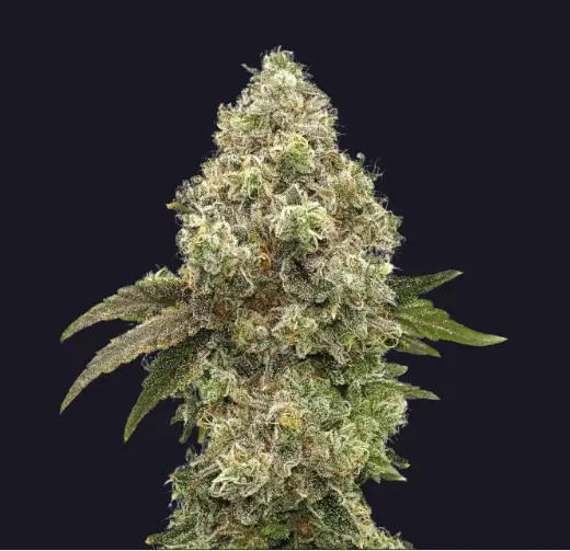 Albarino by Melting Pot Farms cannabis strain