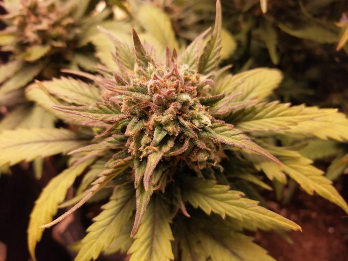Alien Cake by Master Sensei Genetics, Autoflower cannabis strain