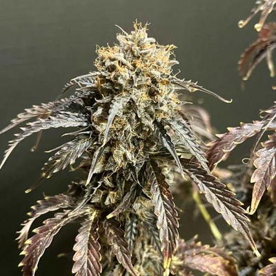Alien Diesel by Master Sensei Genetics, Autoflower cannabis strain