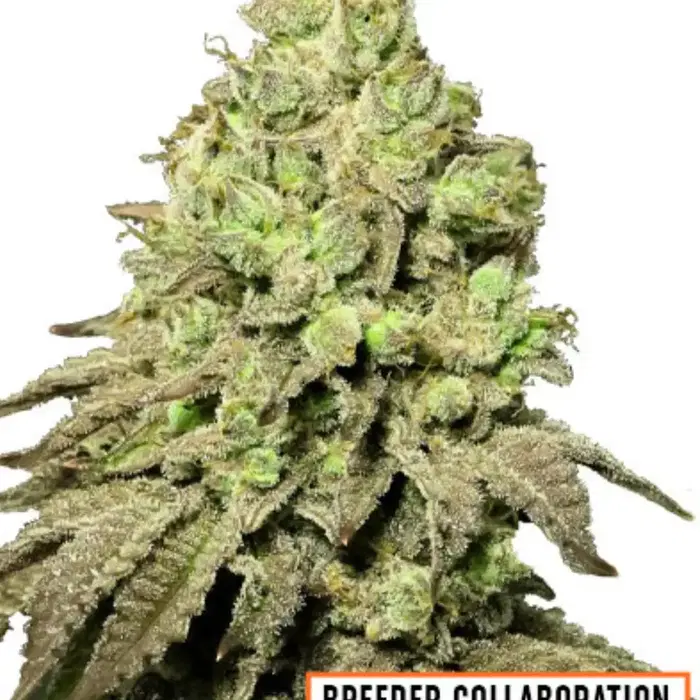 Alien Mango Cookies by Msnl cannabis strain
