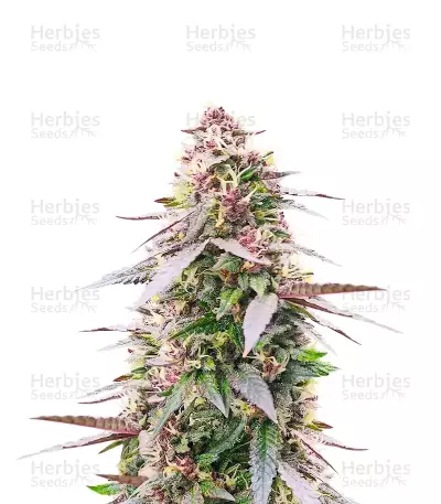 All Gas OG Autoflower cannabis strain