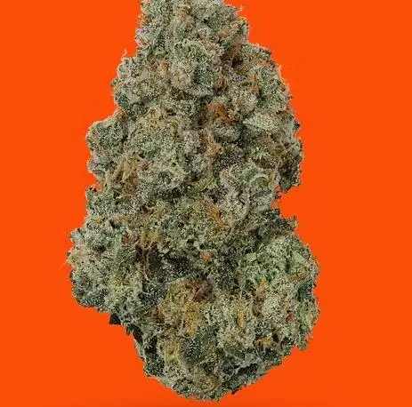 Alley Cat by Ic Collective cannabis strain
