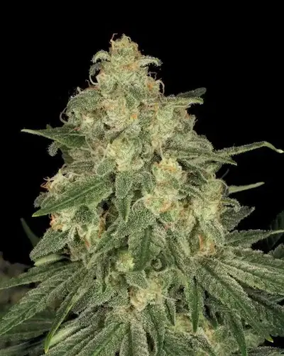 Allkush by Paradise Seeds, Photoperiod cannabis strain