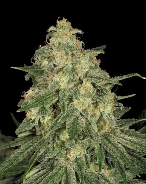 Allkush by Paradise Seeds, Photoperiod cannabis strain