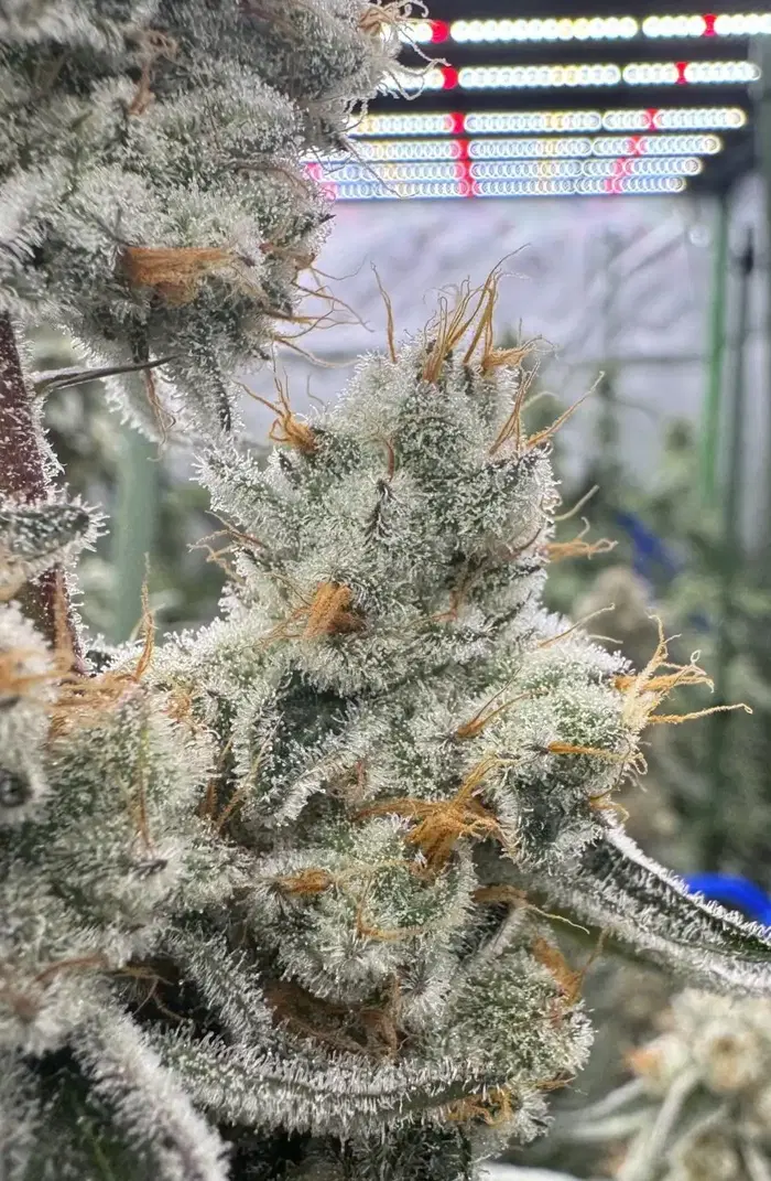 Aloha Breath by Florganix cannabis strain