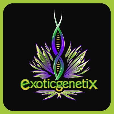 Alpha One by Exotic Genetix cannabis strain
