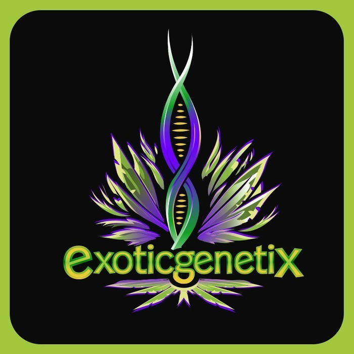Alpha One by Exotic Genetix cannabis strain