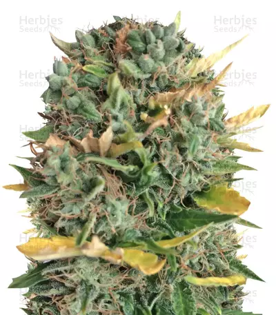 Alpujarrena by Pyramid Seeds, Photoperiod cannabis strain