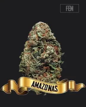 Amazonas by Maconha Seeds Bank, Photoperiod cannabis strain