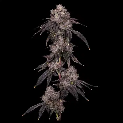 American Psycho by Offensive Selections cannabis strain