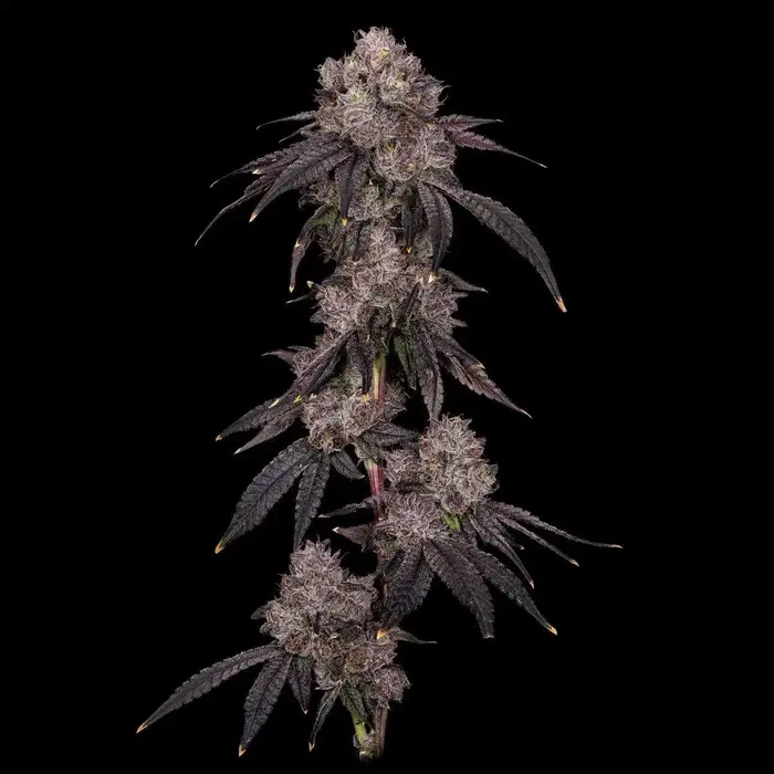 American Psycho by Offensive Selections cannabis strain